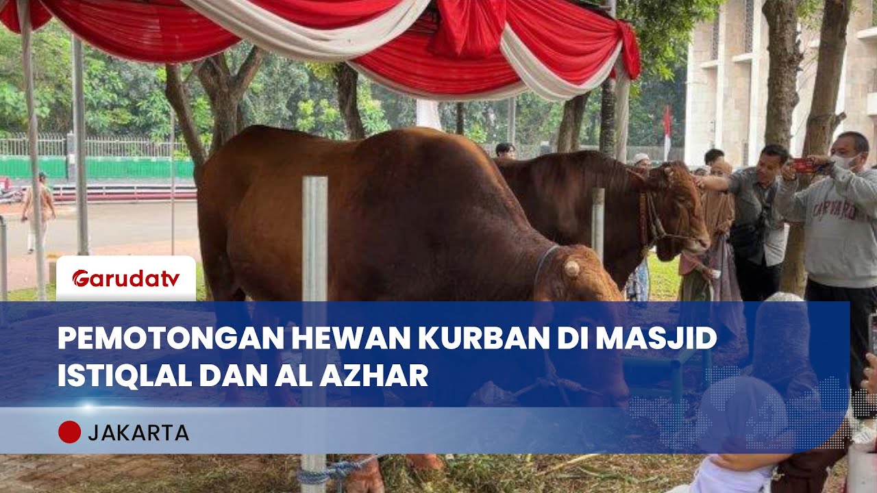 Sapi Presiden Prabowo Disembelih di Masjid Istiqlal, Masjid Al-Azhar Salurkan Daging untuk Ojol