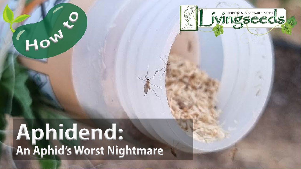An Aphid's Worst Nightmare