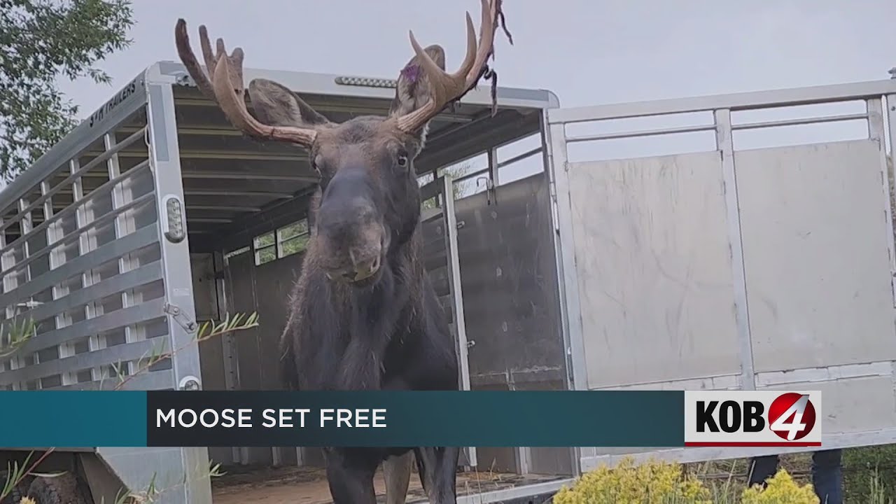 Marty the moose relocated again after Santa Fe capture