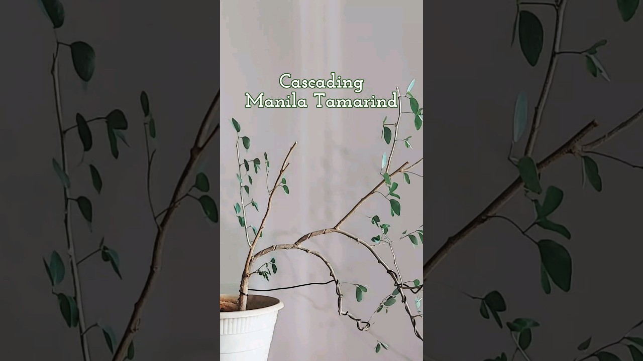 Cascading Manila Tamarind-Update #cascadingbonsai #trainingbonsai #bonsai