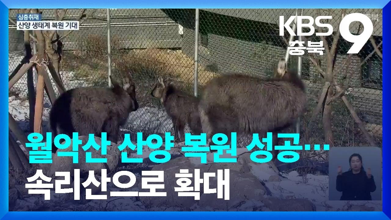 [심층취재] 월악산 산양 복원 성공&hellip;속리산으로 확대 / KBS  2023.01.13.