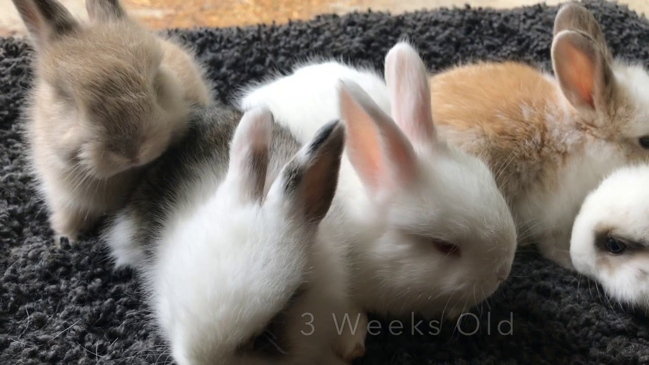 Baby French Angora Rabbits In Indiana