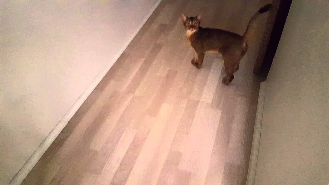 Abyssinian cat is talking.