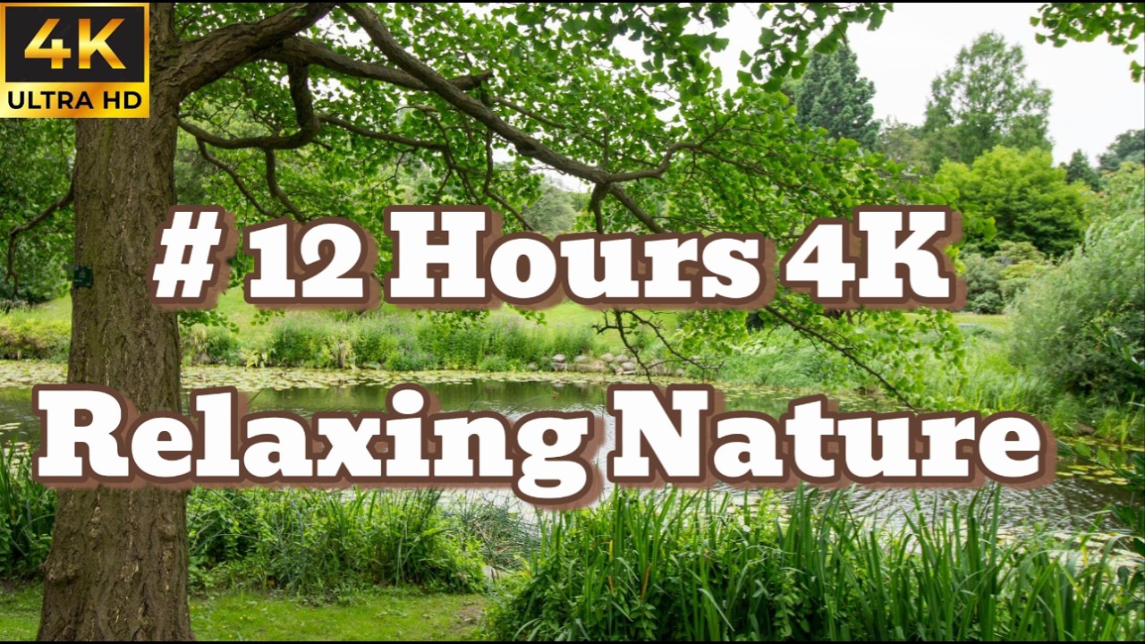12 HOURS Relaxing Nature Sounds 🌿 4K Peaceful Forest Lake Ambience for Sleep & Study