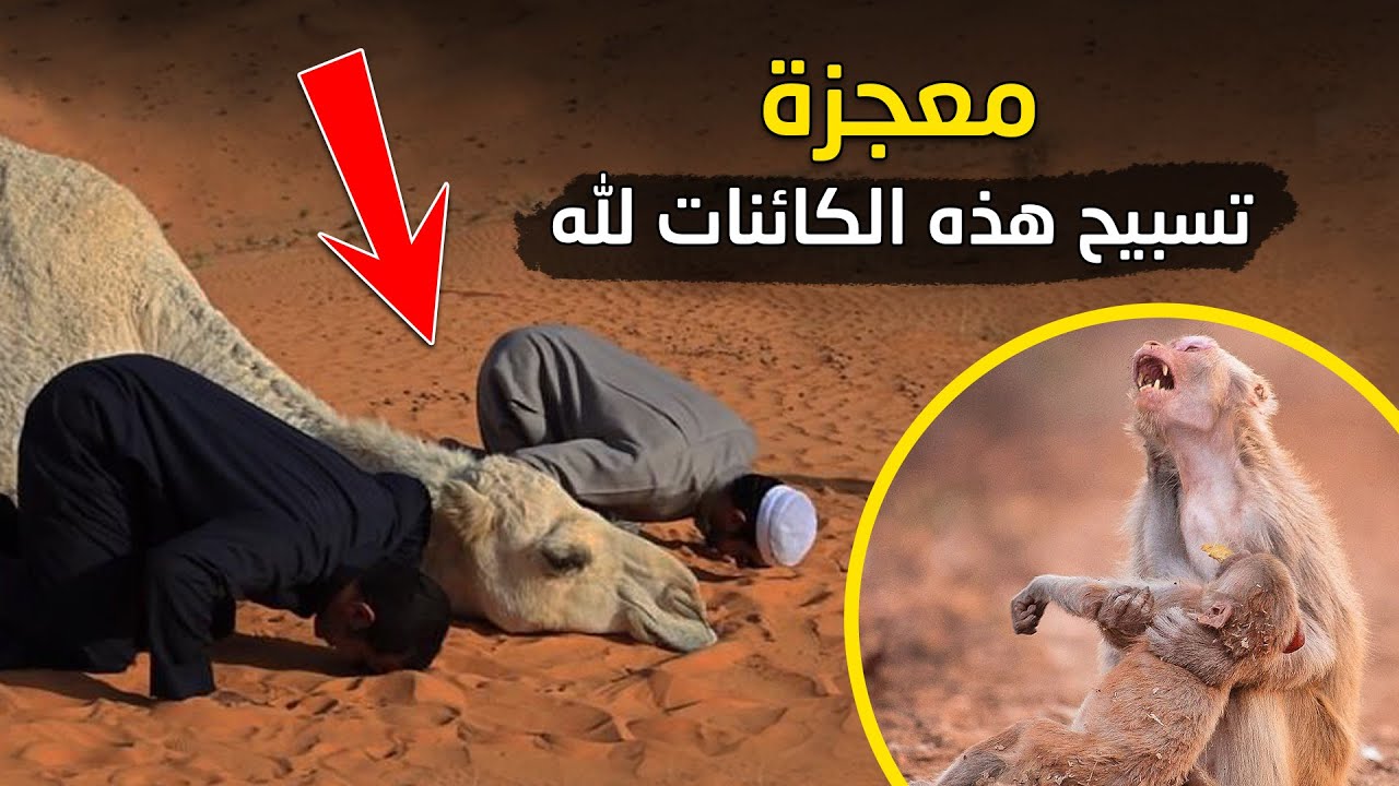 أسد ينادي يا الله , جمل يسجد لله ! كيف اكد العلماء تسبيح الحيوانات لـ الله وشهدوا بصدق القران الكريم