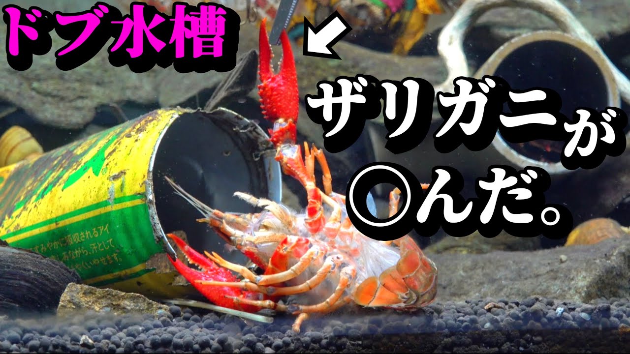 ドブ川水槽作って８ヶ月。経過報告します。【ドブ川水槽19】