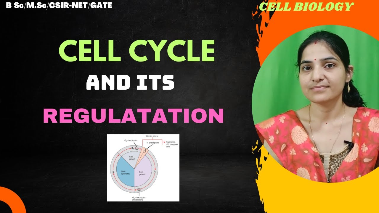Cell cycle And Its Regulations B.Sc 1st Year||Check Points||Cell