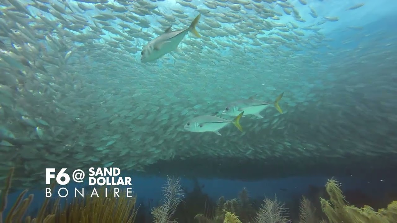 Bonaire Bait Ball | F6 @ Sand Dollar Bonaire