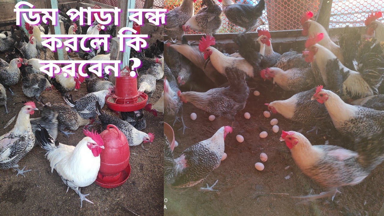 হঠাং করে মুরগি ডিম পাড়া  বন্ধ করে দিলে কি করনীয় ও কি ঔষধ দিবেন