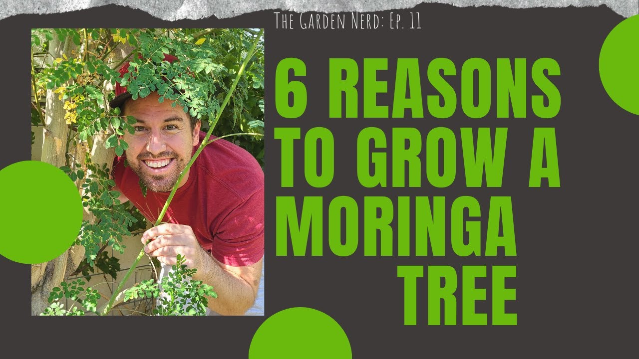 6 причин вырастить дерево моринги у себя во дворе!