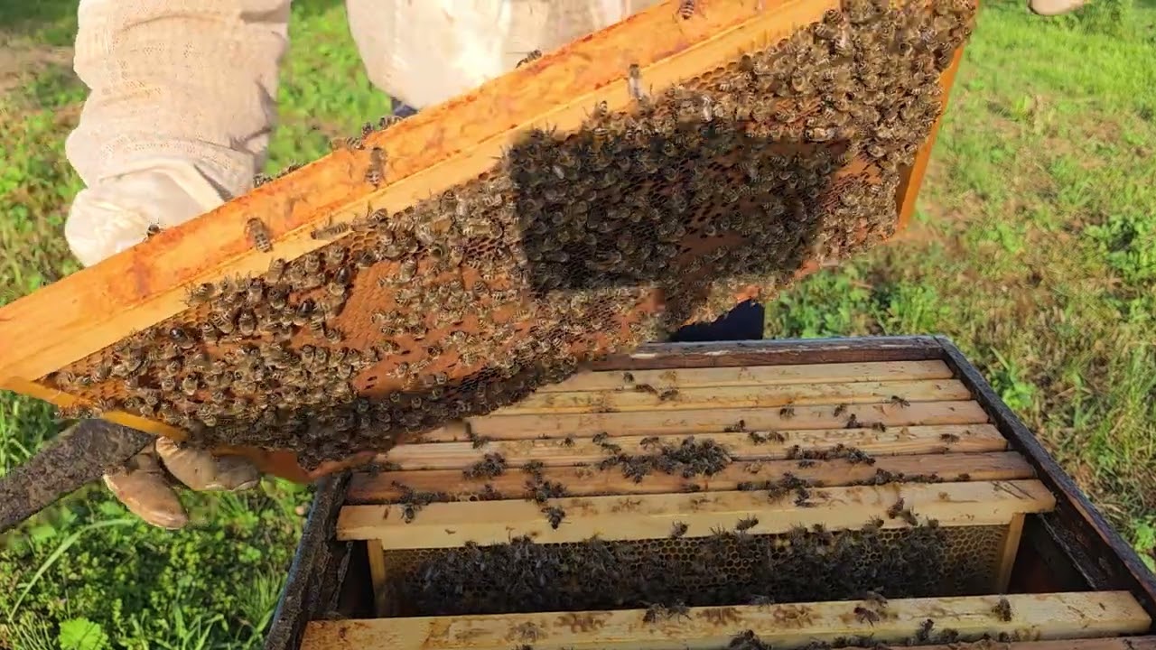 Пренасяне на личинки и подготовка на стартера.