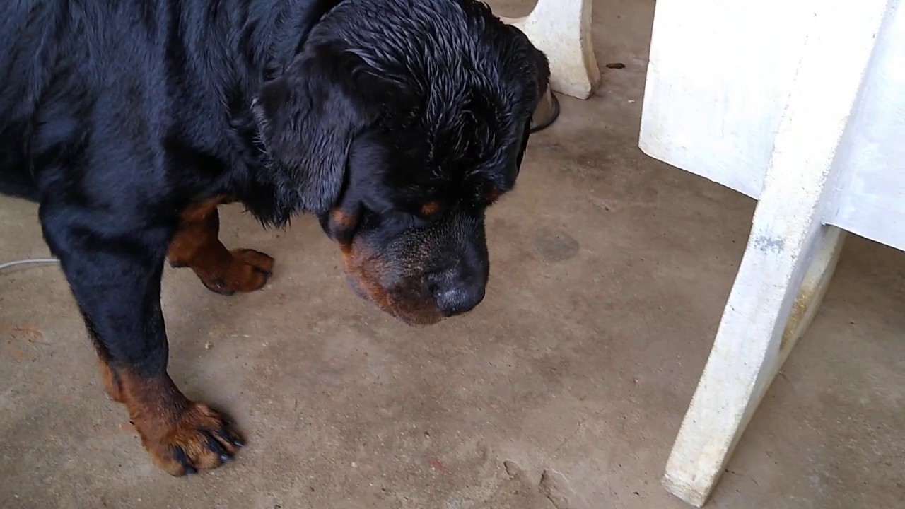 Rottweiler Puppys,Thailand Sakon Nakhon,for Sale Update 5. 34 days old.father and son