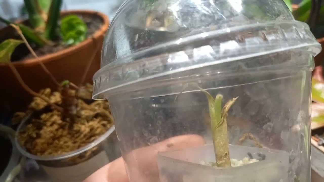 Растения на реанимации #цветы #растения #обзорорхидей #plants #reptiles #garden #обзоррастений#