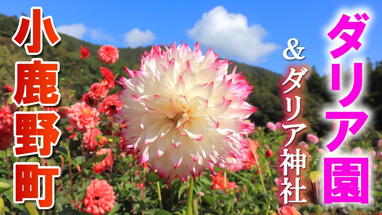 埼玉の山あいに突如現れる広大なダリア園/ダリア神社/両神山麓花の郷ダリア園/埼玉観光旅行vlog