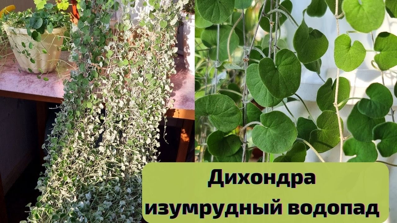 ДИХОНДРА изумрудная🌿 - выращивание и уход в домашних условиях