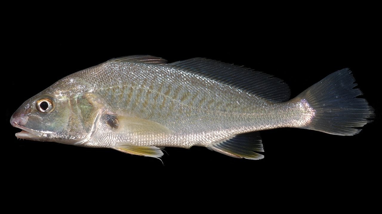 Facts: The Atlantic Croaker
