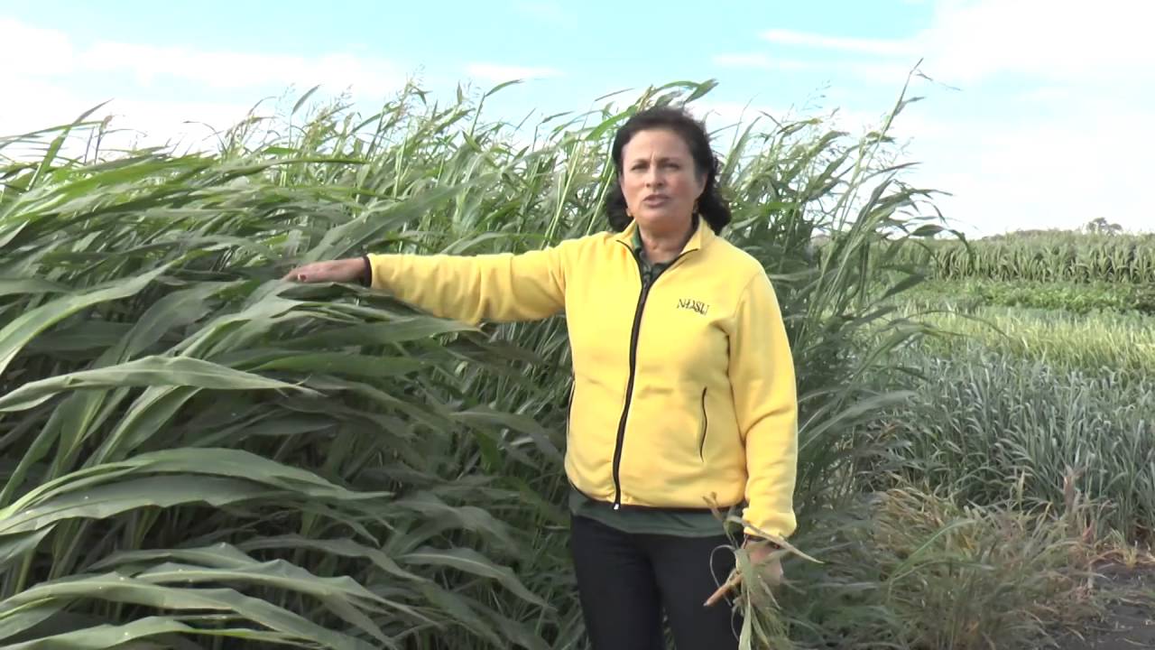Cover Crop Selection 1: Grasses