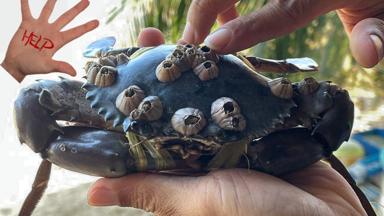 Satisfying Barnacle Removal from a crab | Gentle Barnacle Removal Rescuing a Crab