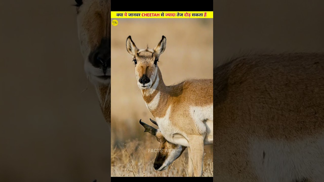 World's Fastest Animal: Pronghorn Antelope