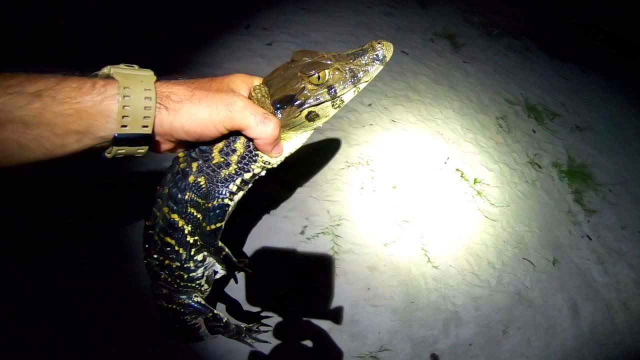 Pesca en el AMAZONAS Manaus Brazil muchas especies, yakare y pira&ntilde;as. PESCA Y COCINA pesca urbana