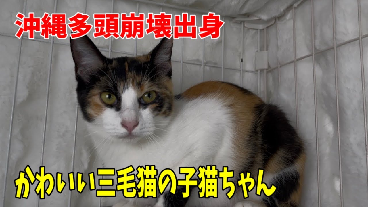 【沖縄多頭崩壊出身】かわいい三毛猫の子猫ちゃんです