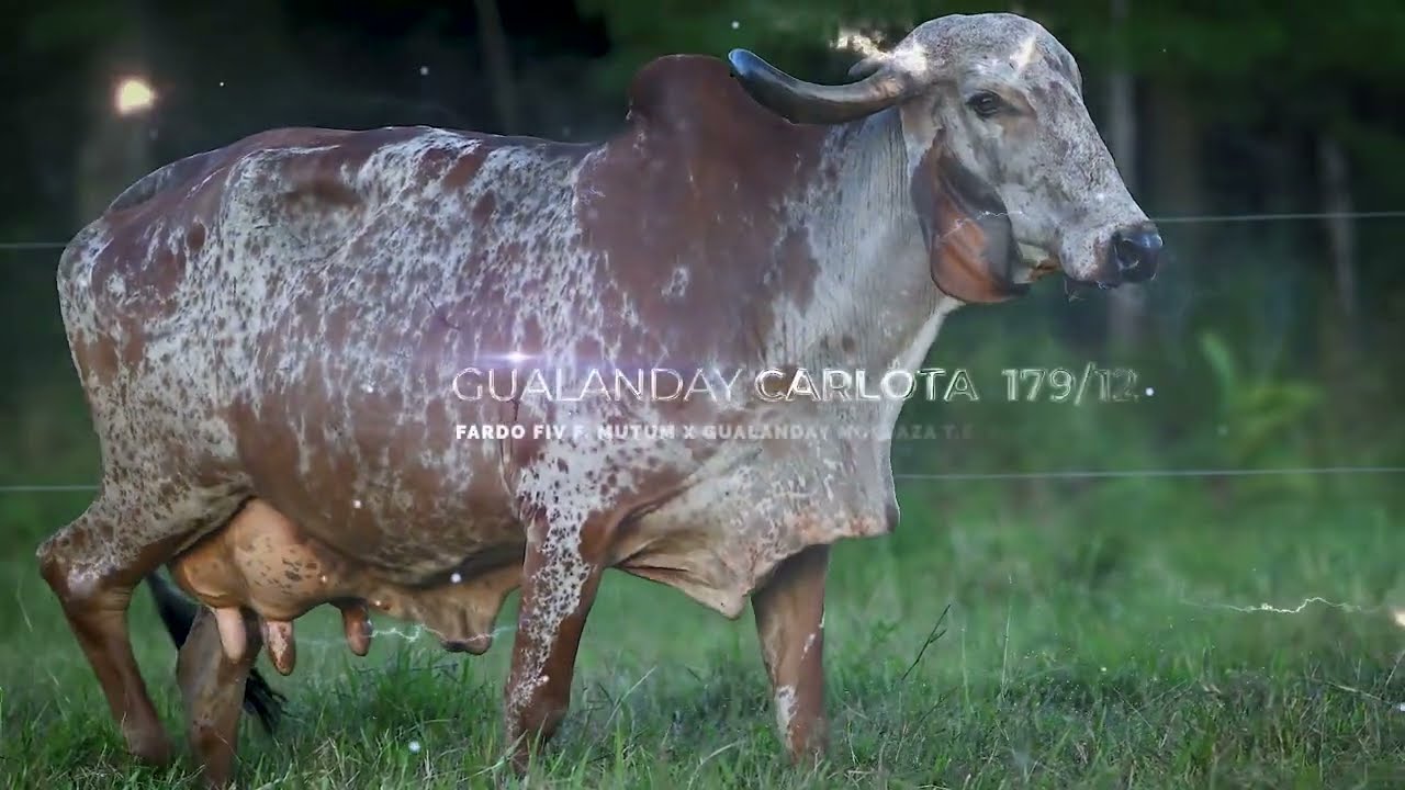 GUALANDAY CARLOTA 179-12 - HGY020415