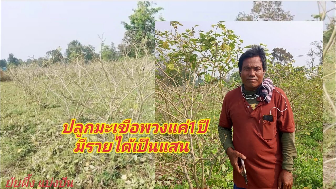 ปลูกมะเขือพวง(บักแข้ง)2งาน ใช้เวลาแค่1ปี มีรายได้หลักแสน#พ่อรส☎️093-1078829 บ้านตาโอ่ง จ.อุบลฯ
