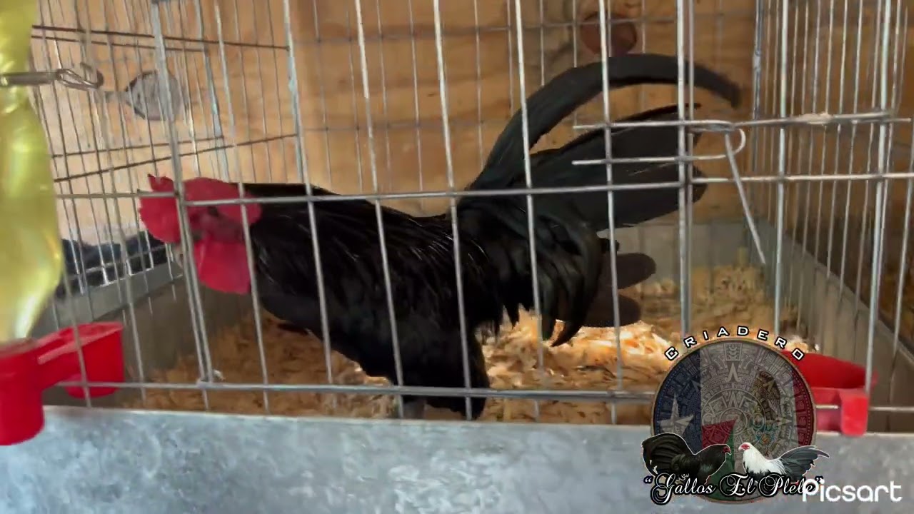 Pollos 2024 futuro reproductores