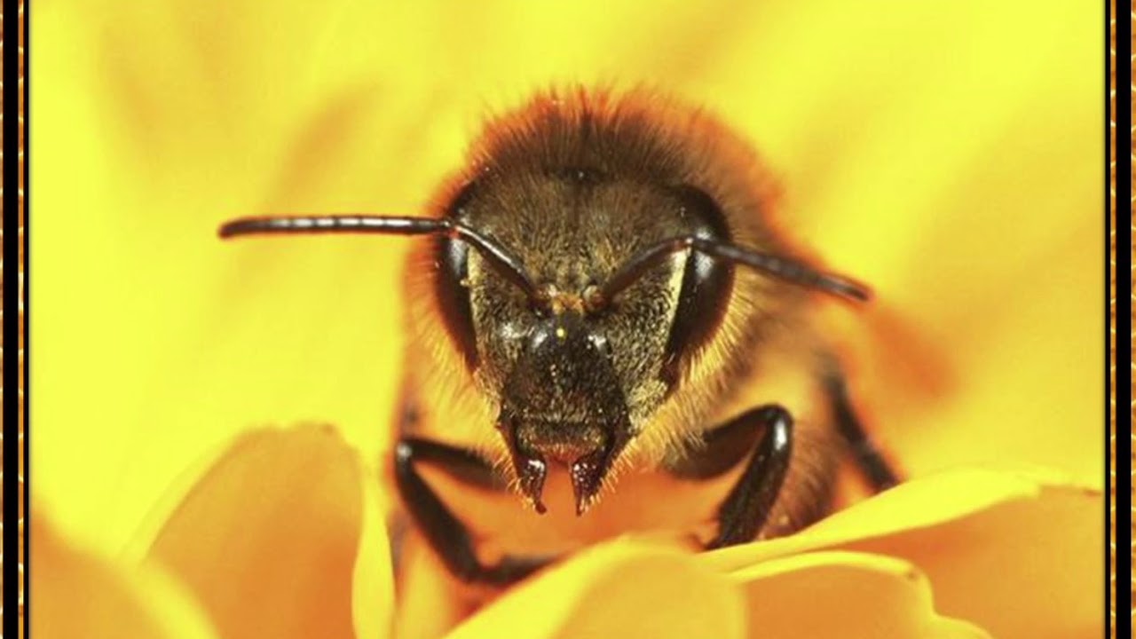 APIE BITES