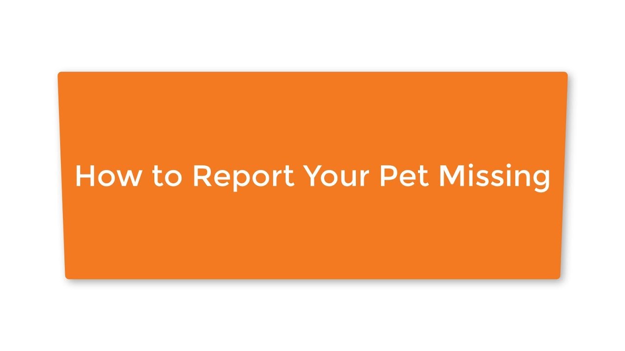 How to Report your Pet Missing on Microchip Central
