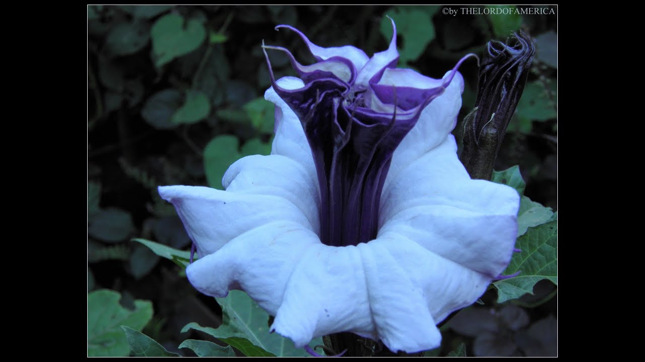 La Mas Hermosa y Finamente Perfumada: Datura Metel Double Purple