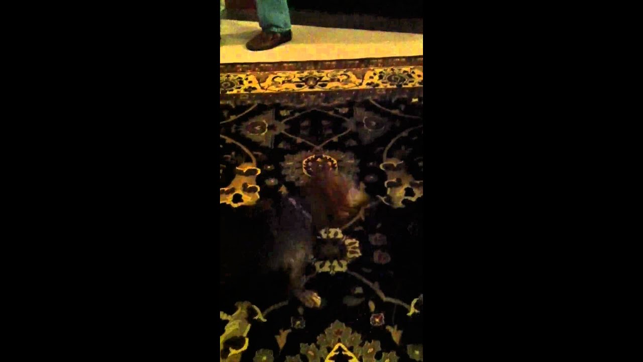 Pumpkin the Fat Dachshund Who Doesn't Do Anything