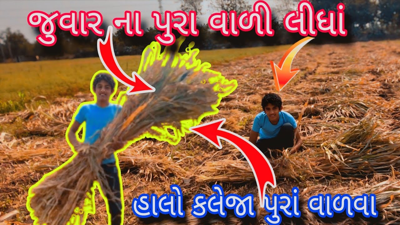 જુવાર ના પુરા વાળી લીધાં #trending #sisodiya mahendra vlogs #funny #comedy #farming #funnycomedy 