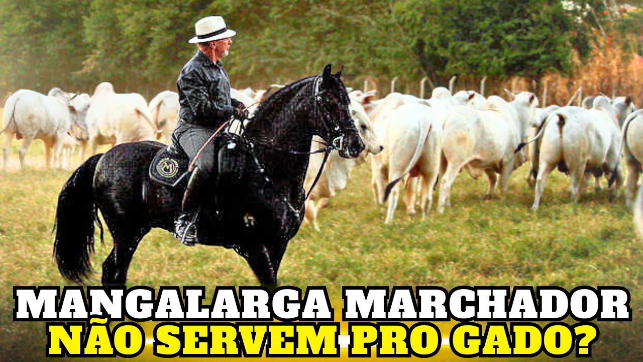 MANGALARGA MARCHADOR Serve para LIDA com GADO? Mitos e Verdades no Campo