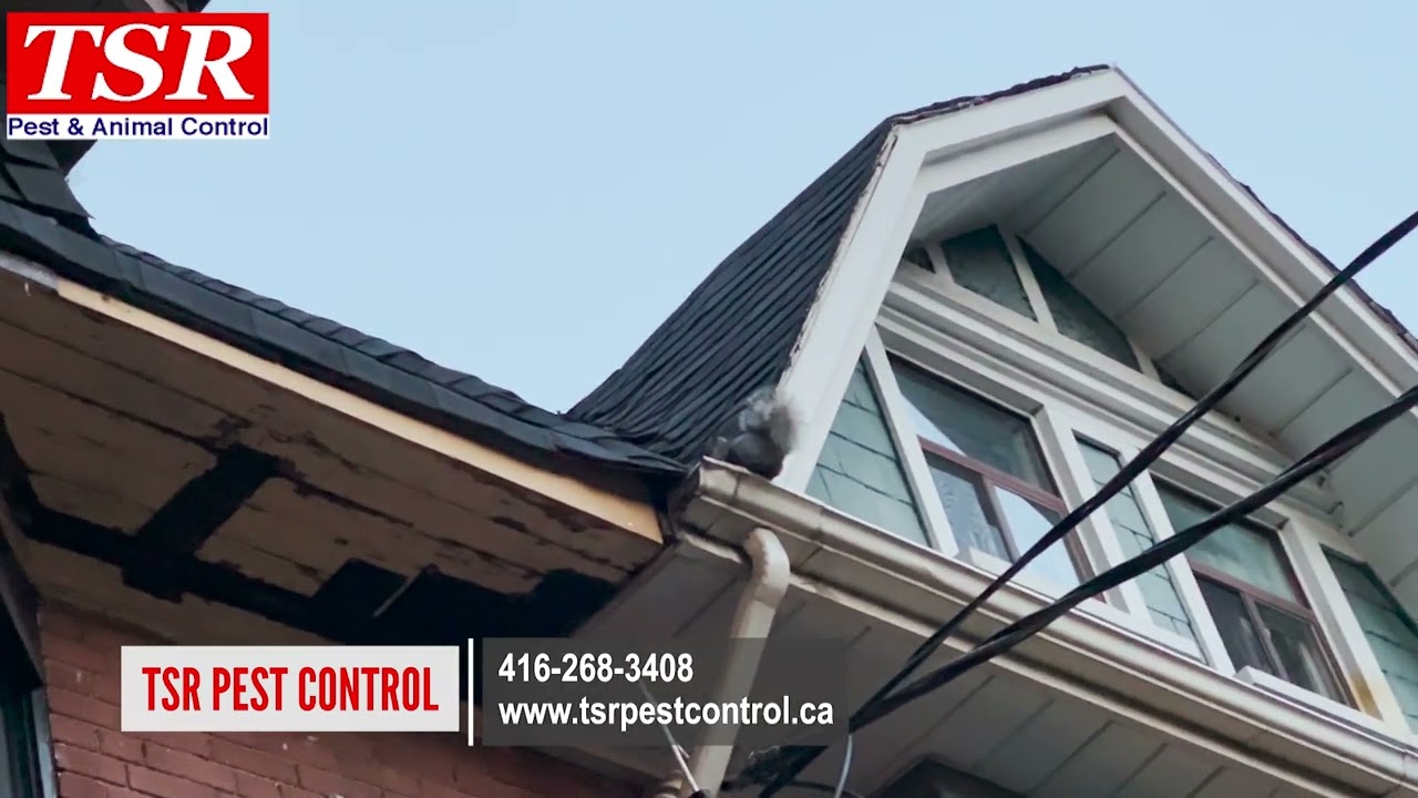 TSR Pest Control and Wildlife Removal   same day squirrel removal in Toronto