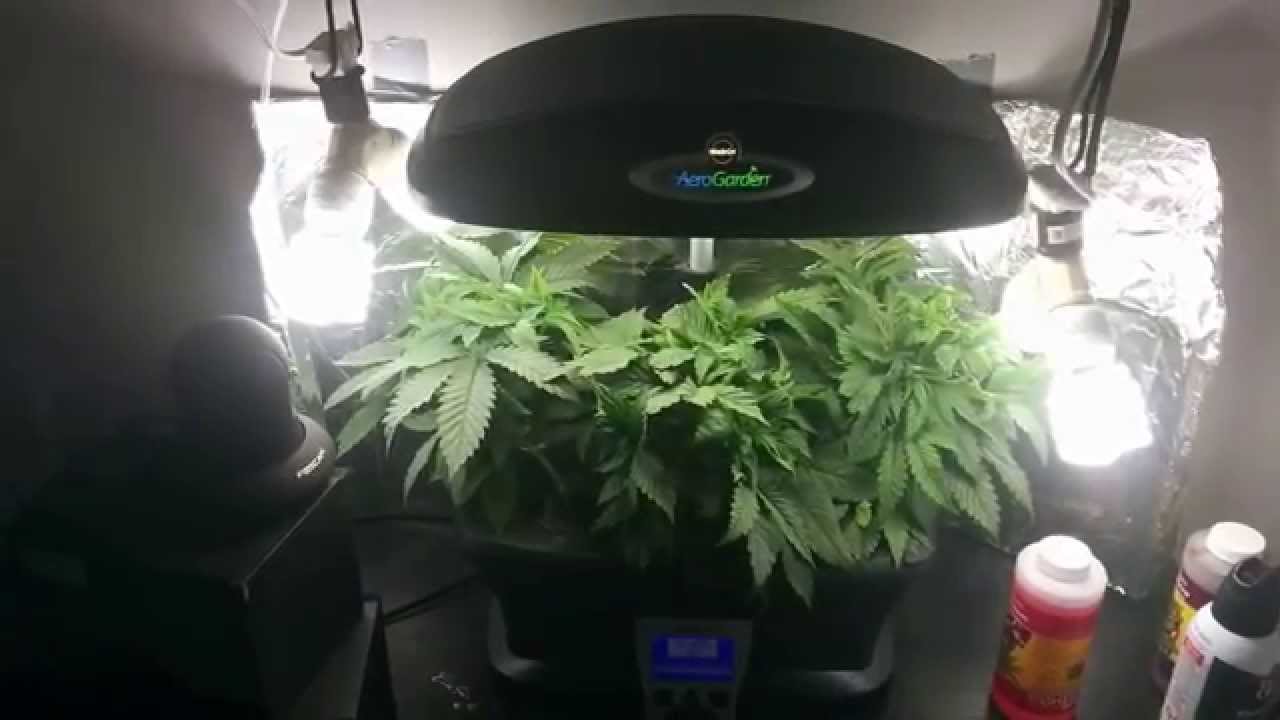New bushy growth