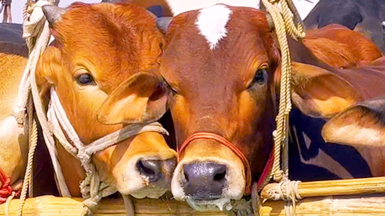 cow unloading, cow videos, cow video, animal, big cow, goru hamba cow, Ep-173