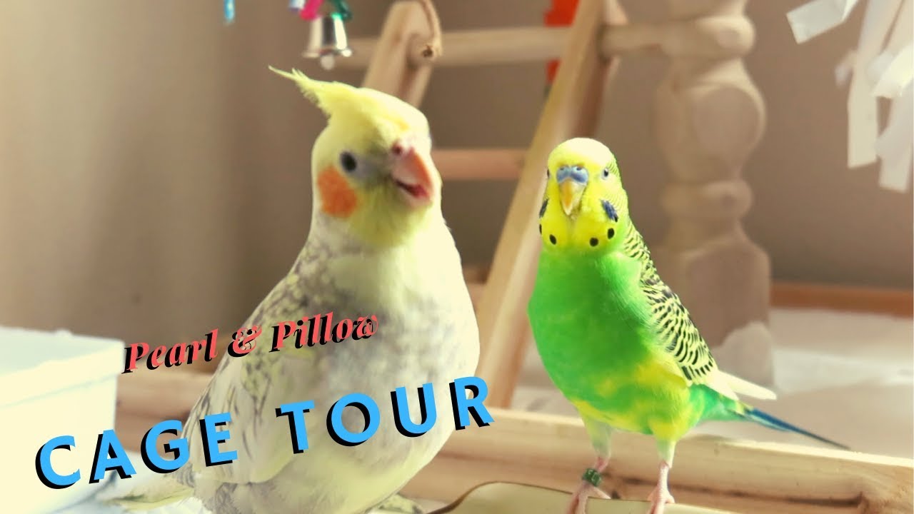 Pillow & Pearl Cage Tour  + 10,000 subs!| Budgie and Parakeet Cage Tour