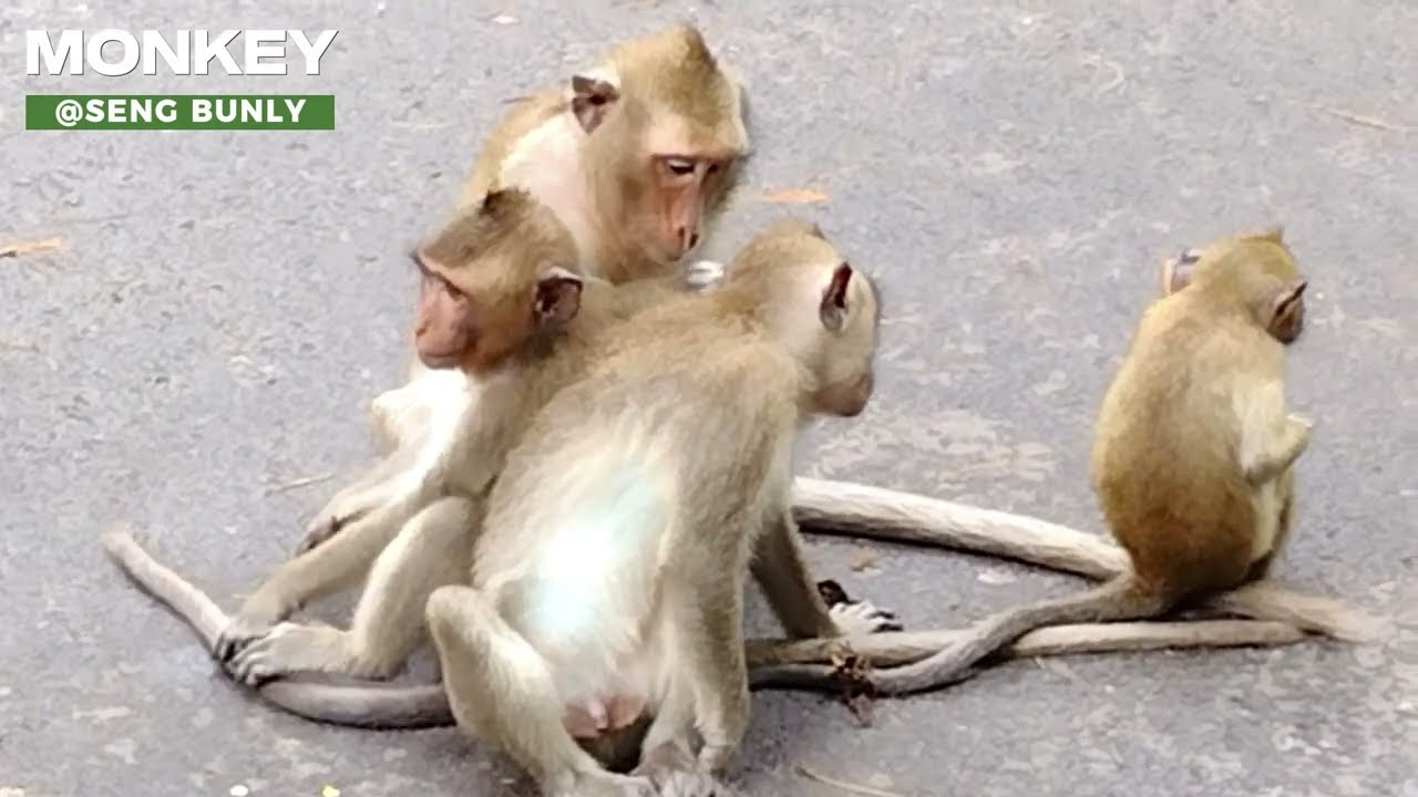MONKEY MOHANOKOR GROUP #11 | ANGKOR MONKEY WILD ANIMAL | ANGKOR THOM FOREST
