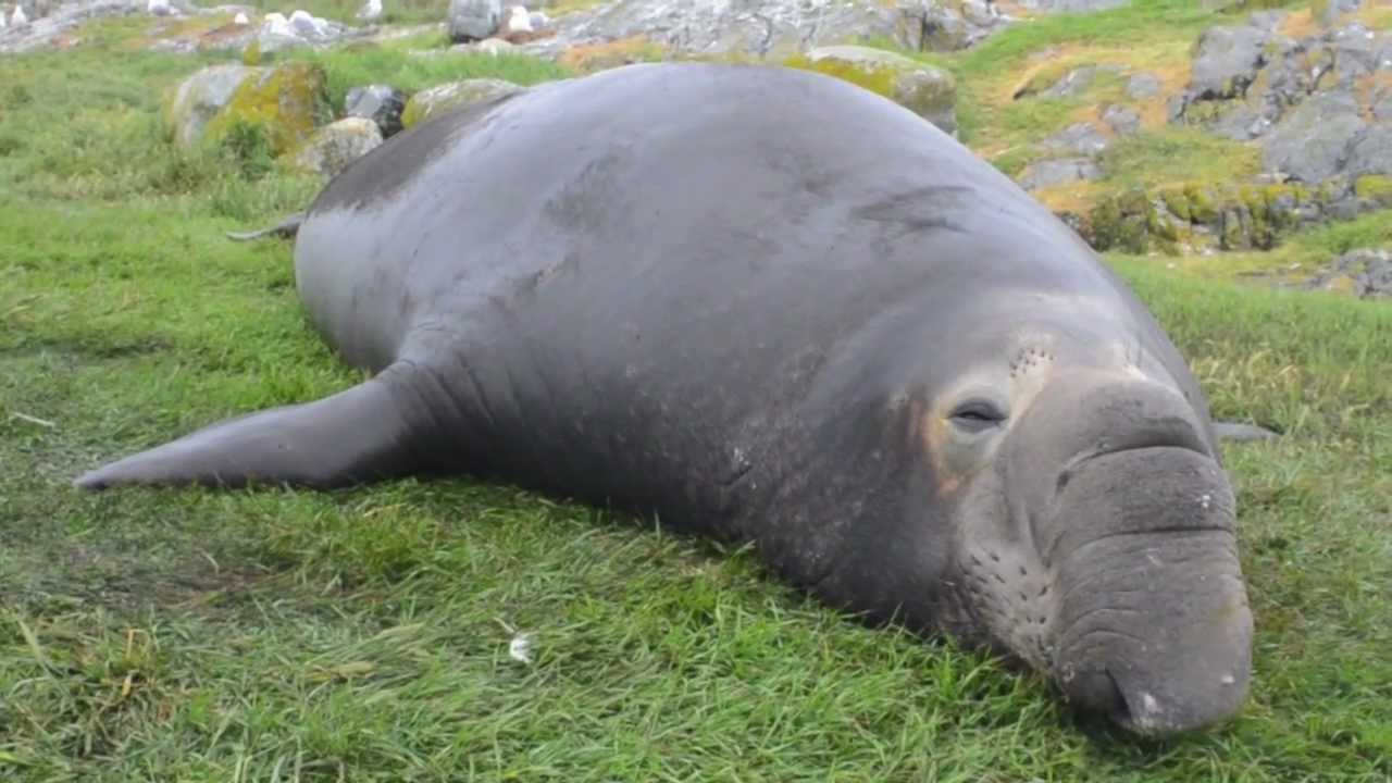 Elephant Seals Up Close and Personal