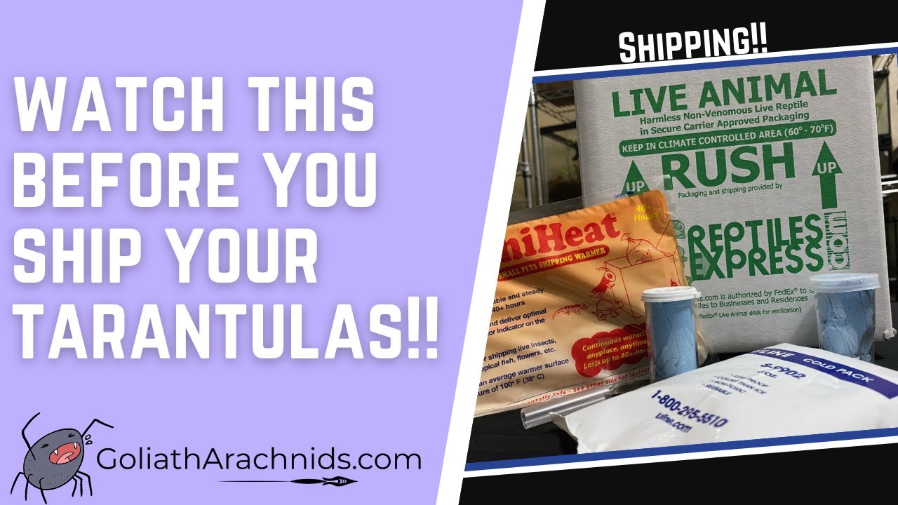 How to Pack Tarantulas for Shipping | Everything You Need to Know About Shipping Tarantulas