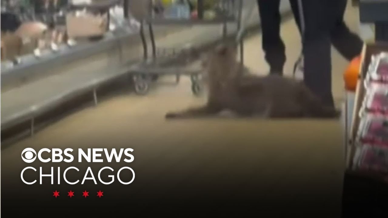 Video shows coyote being pulled from in Chicago Aldi store refrigerator shelf