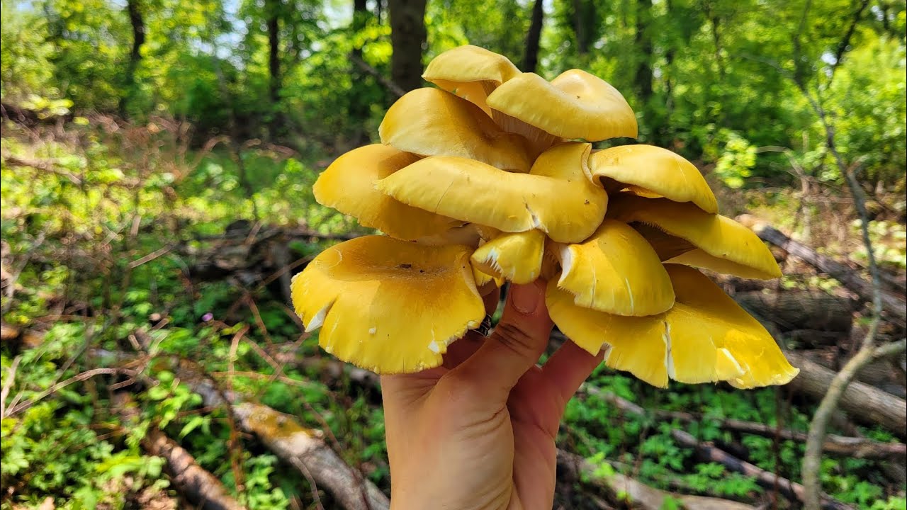 Golden Oyster mushrooms foraging | Wild edible mushrooms hunt ASMR | Pleurotus citrinopileatus