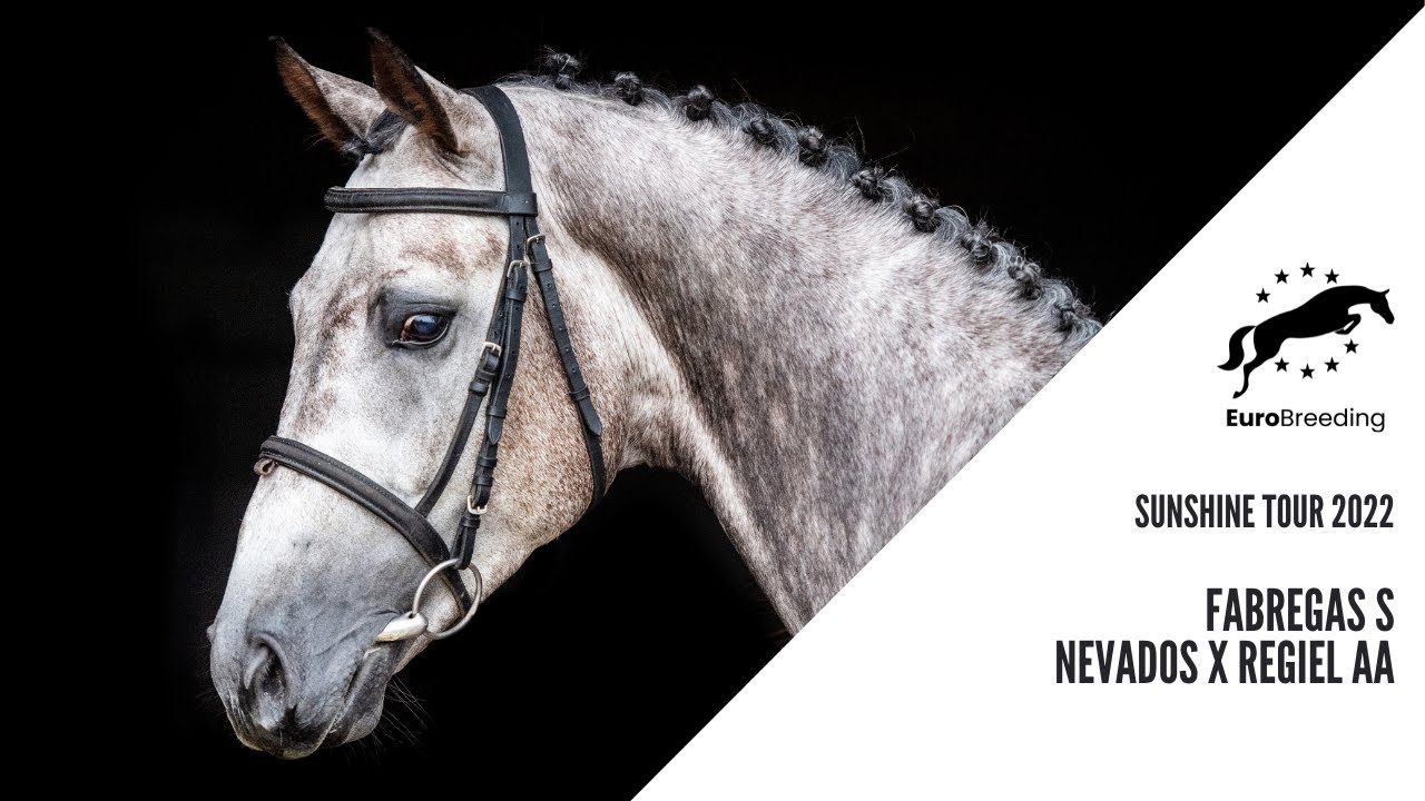 Sunshine Tour 2022: Fabregas S (Nevados S x Regiel AA) 140 cm