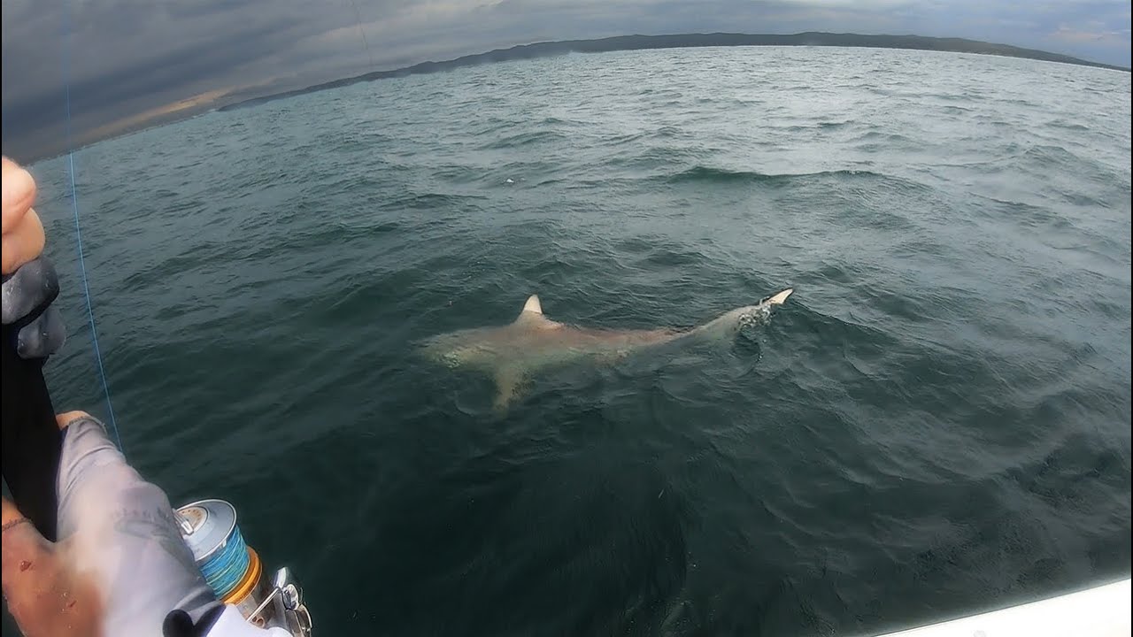 Getting revenge on the Sharks! (catch & cook)