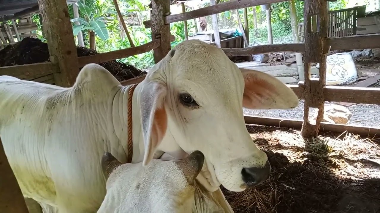 Part#2 pesona pedetan sapi PO yang cantik