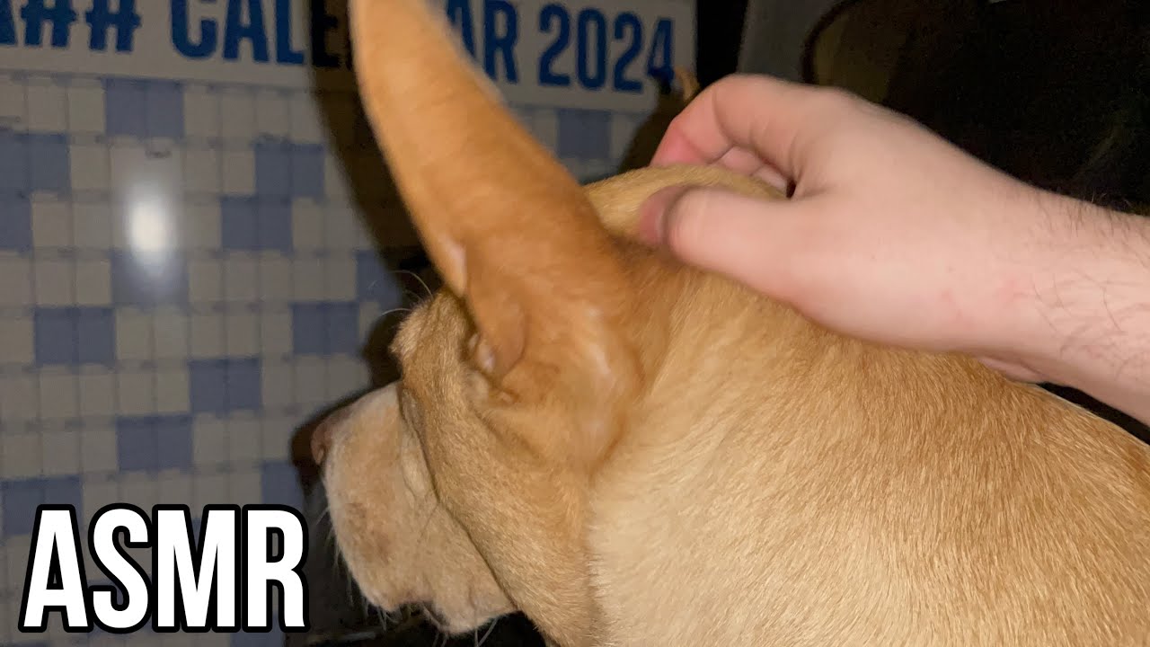ASMR Dog Scratching #11 🐕  ( no talking but some dog noises )