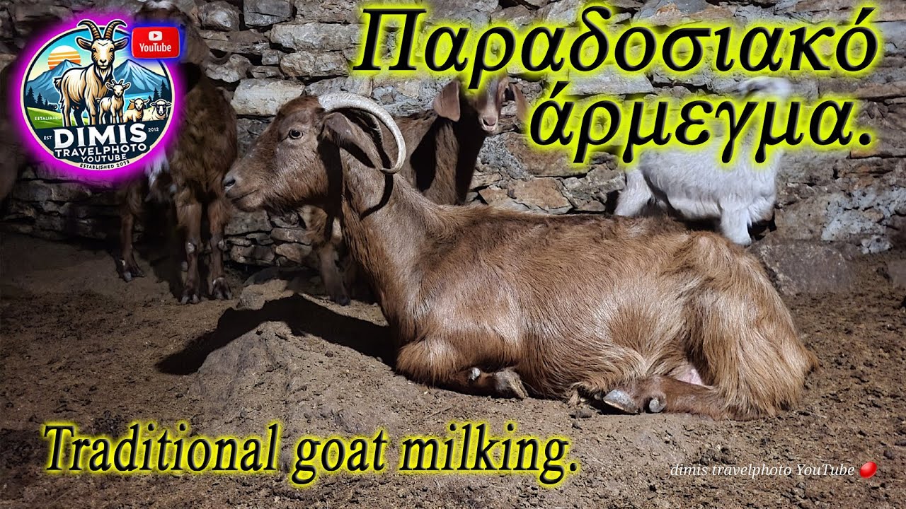 Παραδοσιακό άρμεγμα Αιγών. Traditional goat milking.