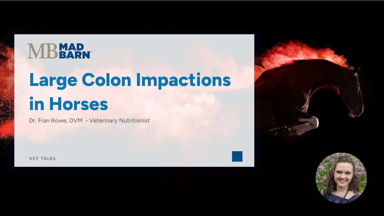 Large Colon Impactions in Horses: A Wintertime Concern - Mad Barn - Vet Talk