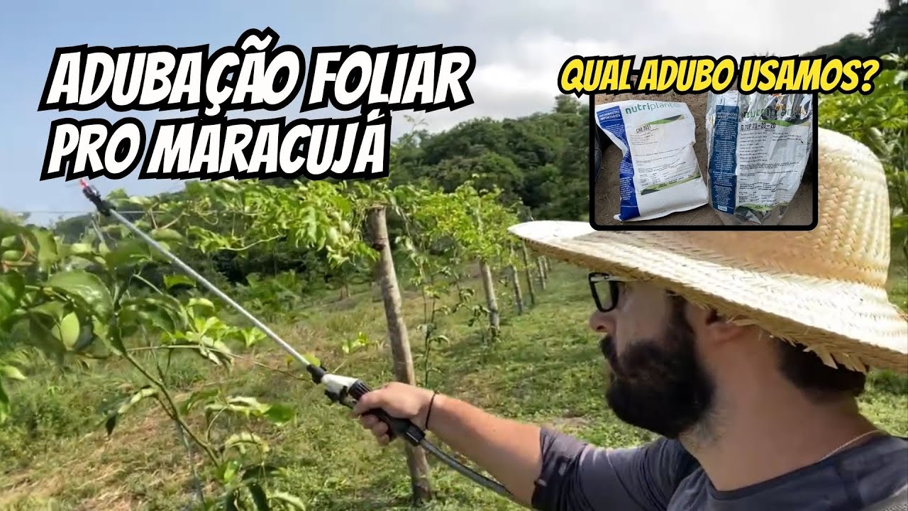 Adubação foliar pro maracujá - Qual adubo usar?